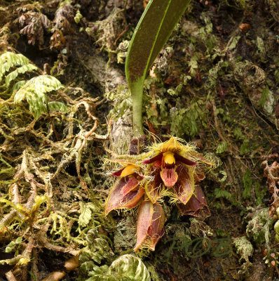 Bulbophyllum dayanum, lithophyte