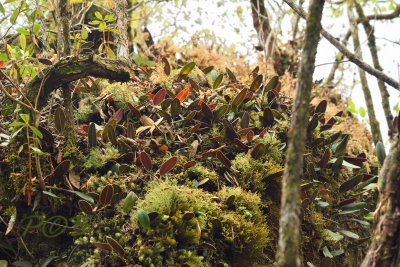 Bulbophyllum dayanum lithophytic habitat
