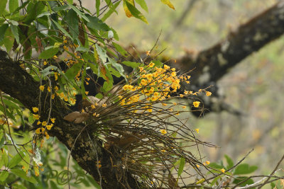 Dendrobium dixanthum in habitat