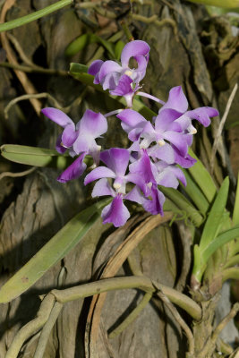 Aerides Crassifolia on the groud along the motorway