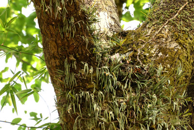 Eria pannea epiphytic, the small leafs on de right are Trichotosia daysiphylla