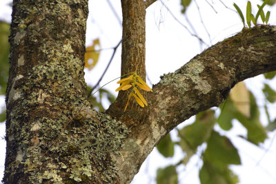 Bulbophyllum khayoaiense, 300 mm telephoto