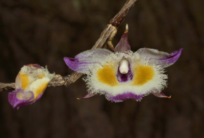 Dendrobium devonianum