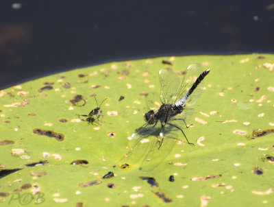 Sierlijke witsnuitlibel - Leucorrhinia caudalis