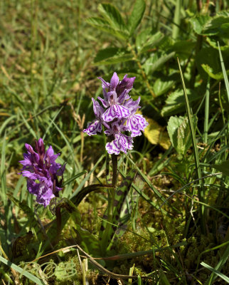 Dac. maculata ssp. ericetorum