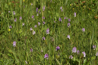 Dac. maculata ssp. ericetorum habitat