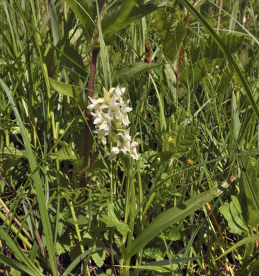 Dac. incarnata var. ochroleuca