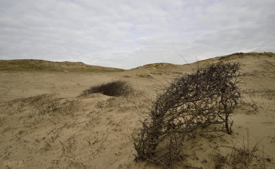 Troosteloze leegte, coepelduinen 