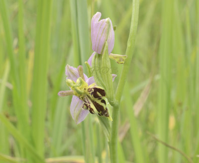 Ophrys apifera var. mutanta, drie paar geslachtsdelen