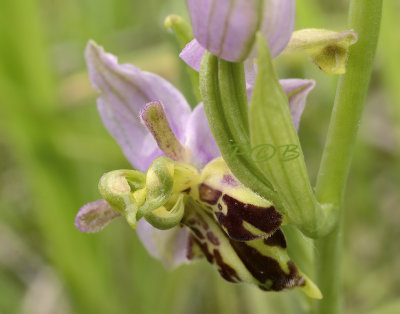 Ophrys apifera var. mutanta, drie paar geslachtsdelen