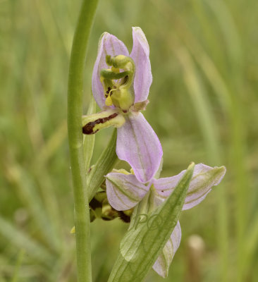 Ophrys apifera var. mutanta, twee paar geslachtsdelen