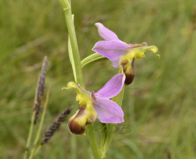 Ophrys apifera var. bicolor