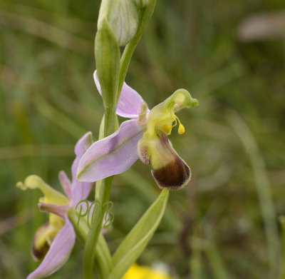 Ophrys apifera var. bicolor