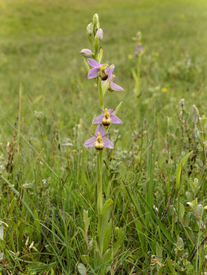 Ophrys apifera var. bicolor 