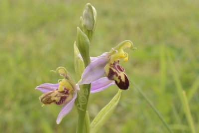 Ophrys apifera var. belgarum
