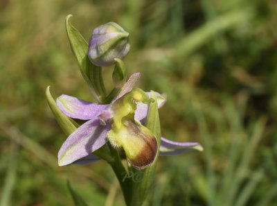 Ophrys apifera var. bicolor 