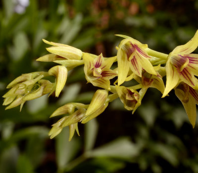 D. proteranthum, flowers 8 mm