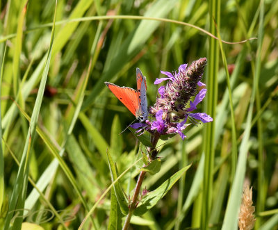 Grote vuurvlinder, Lycaena dispar