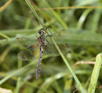 Somatochlora flavomaculata, female