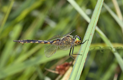 Gevlekte glanslibel vrouw, Somatochlora flavomaculata