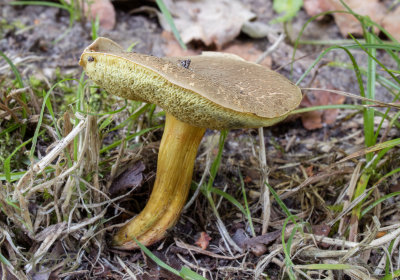 Sombere fluweelboleet, Xerocomus prosporus
