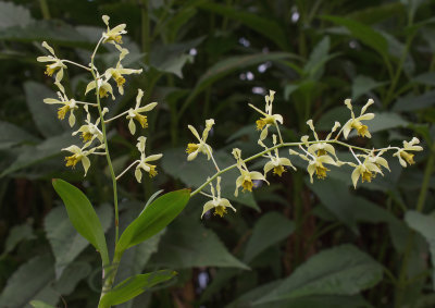 Dendrobium venustum, green or yellow flowers