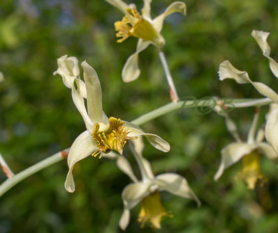 Dendrobium venustum