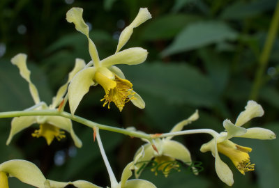 Dendrobium venustum, flowers 2-3 cm across
