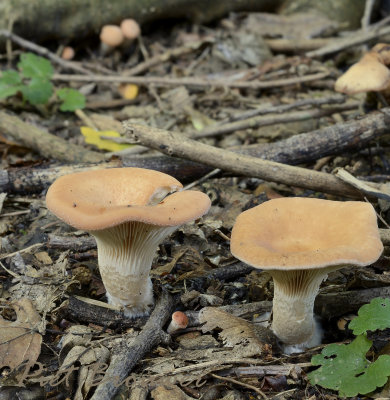 Trechterzwam, dikke trechterzwam, Clitocybe alexandri