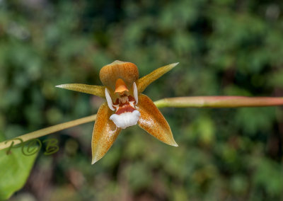 Coelogyne bilamellata