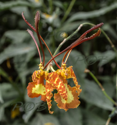 Psychopsis papilio two on one spike