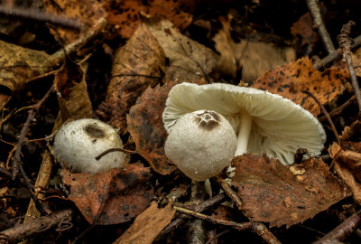Parasol, spikkelplooiparasol
