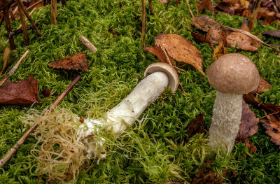 Leccinum niveum