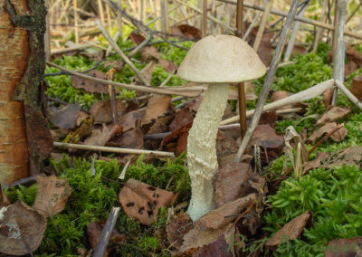 Witte berkenboleet, Leccinum niveum