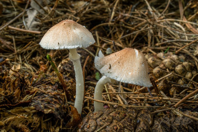 Parasol, tere champignonparasol
