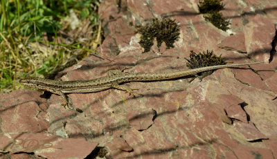 Podarcis liolepis man