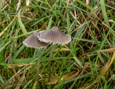 Grijsbruine grasmycena