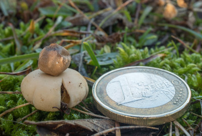 Mini aardster (Kleine viltige aarster)