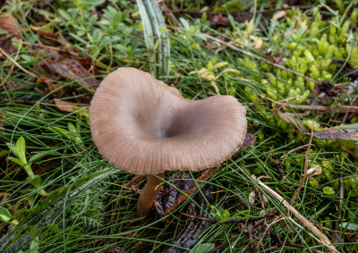 Trechter, Bruine schijntrechter