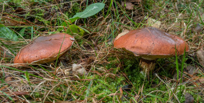 Roodbruine ringboleet