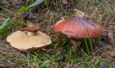 Roodbruine ringboleet
