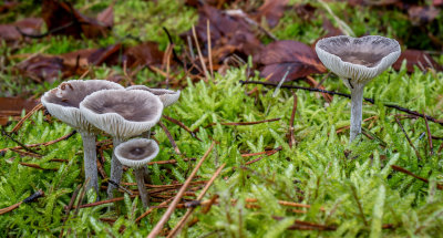 Grijze vorkplaat habitat, deze zwam staat als bedreigd op de rode lijst