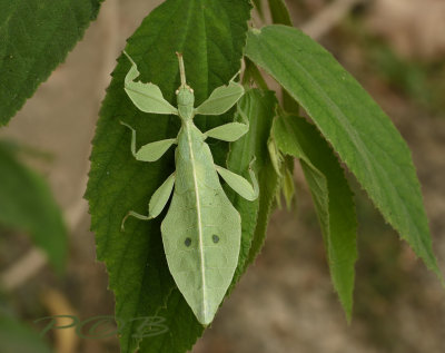 Leaf insect - wandelend blad- lengte 6 cm