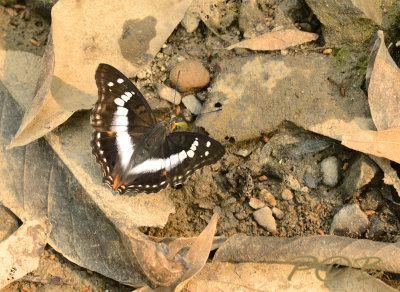 Indian purple emperor