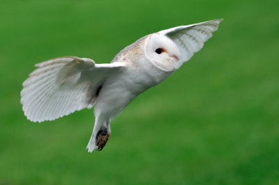 Barn Owl