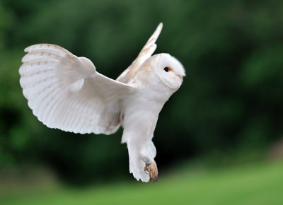 Barn Owl