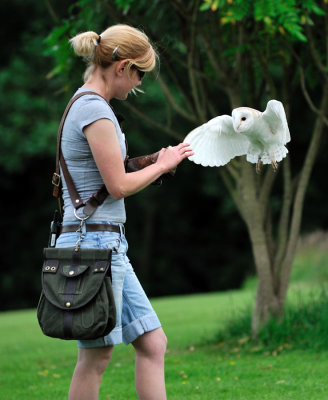 Barn Owl