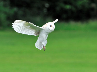 Barn Owl