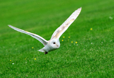 Barn Owl