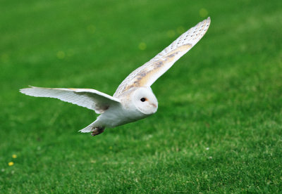 Barn Owl